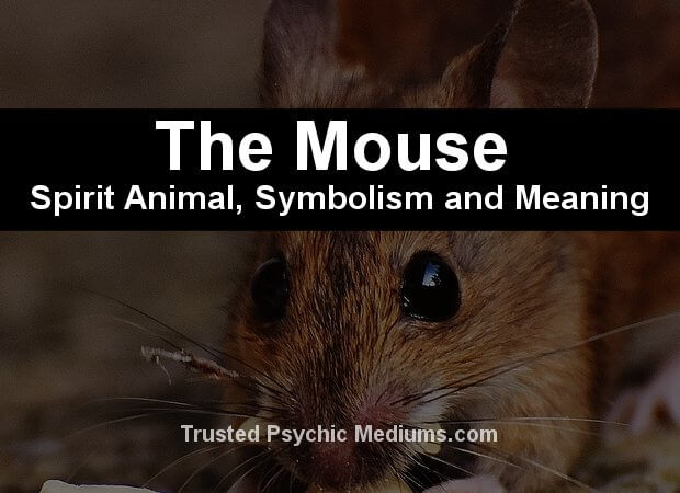 The Mouse Spirit Animal