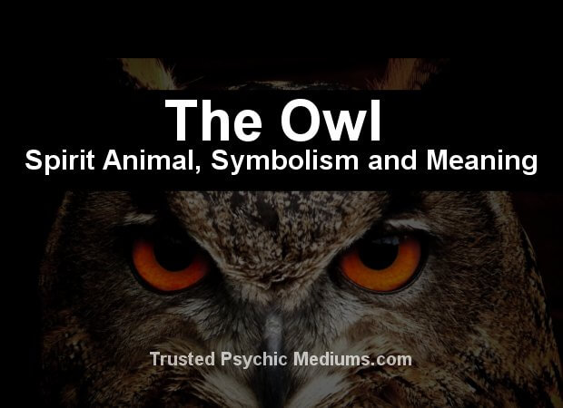 the-owl-spirit-animal-a-complete-guide-to-meaning-and-symbolism