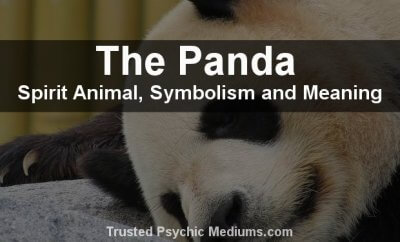 The Panda Spirit Animal - A Complete Guide to Meaning and Symbolism.