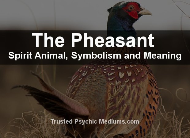 The Pheasant Spirit Animal - A Complete Guide to Meaning and Symbolism.