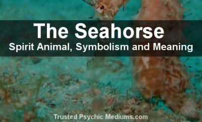 The Seahorse Spirit Animal - A Complete Guide to Meaning and Symbolism.