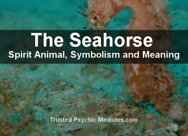 the-seahorse-spirit-animal-a-complete-guide-to-meaning-and-symbolism