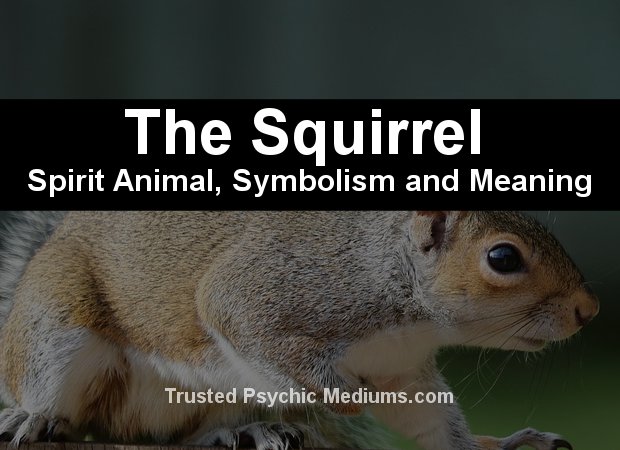 The Squirrel Spirit Animal A Complete Guide To Meaning And Symbolism