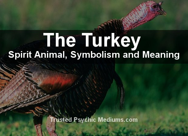 The Turkey Spirit Animal
