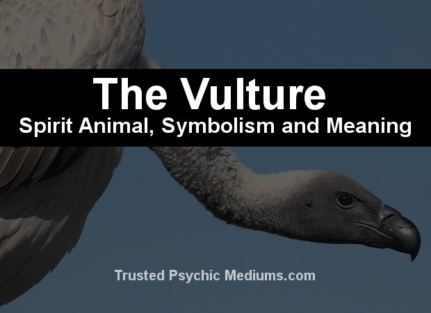 The Vulture Spirit Animal A Complete Guide To Meaning And Symbolism