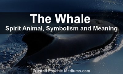 The Whale Spirit Animal - A Complete Guide to Meaning and Symbolism.