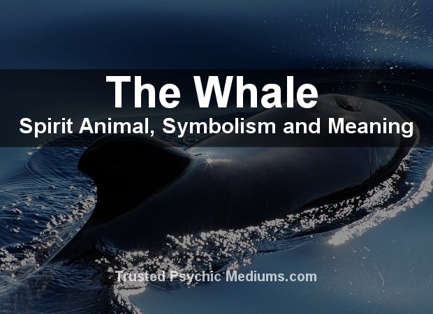 The Whale Spirit Animal