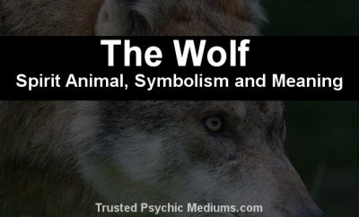 The Wolf Spirit Animal - A Complete Guide to Meaning and Symbolism.