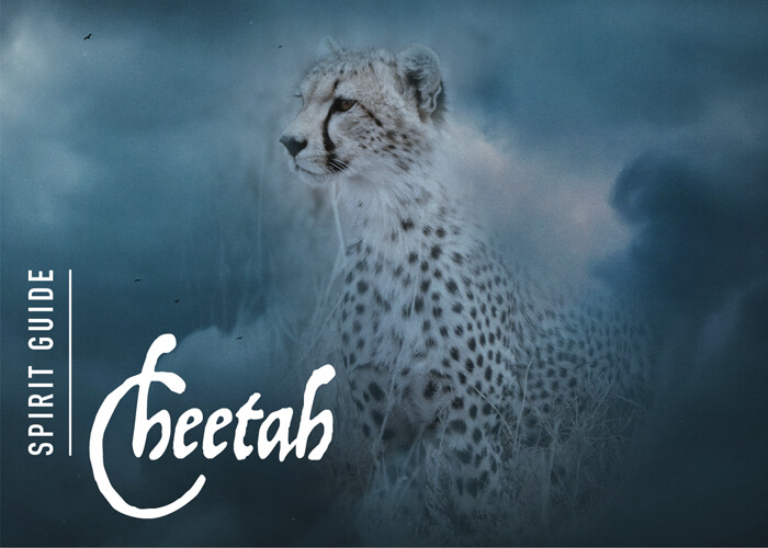The Cheetah Spirit Animal
