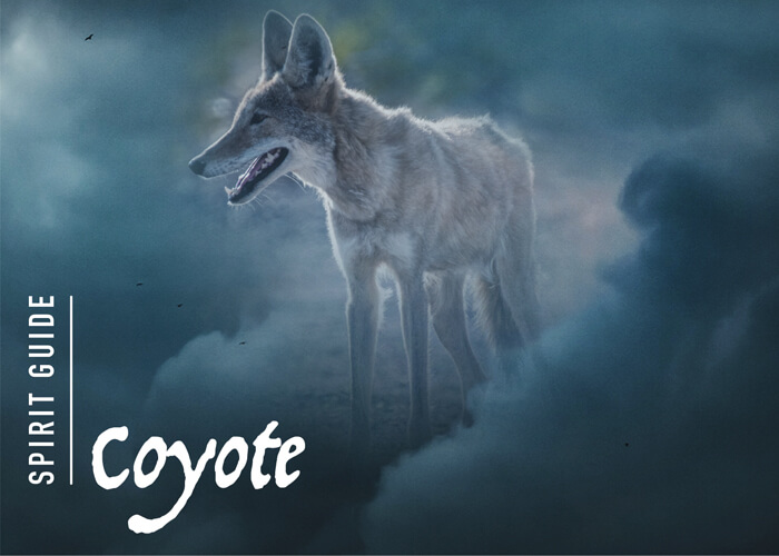 The Coyote Spirit Animal