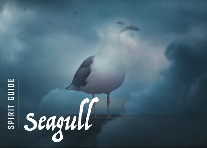 The Seagull Spirit Animal