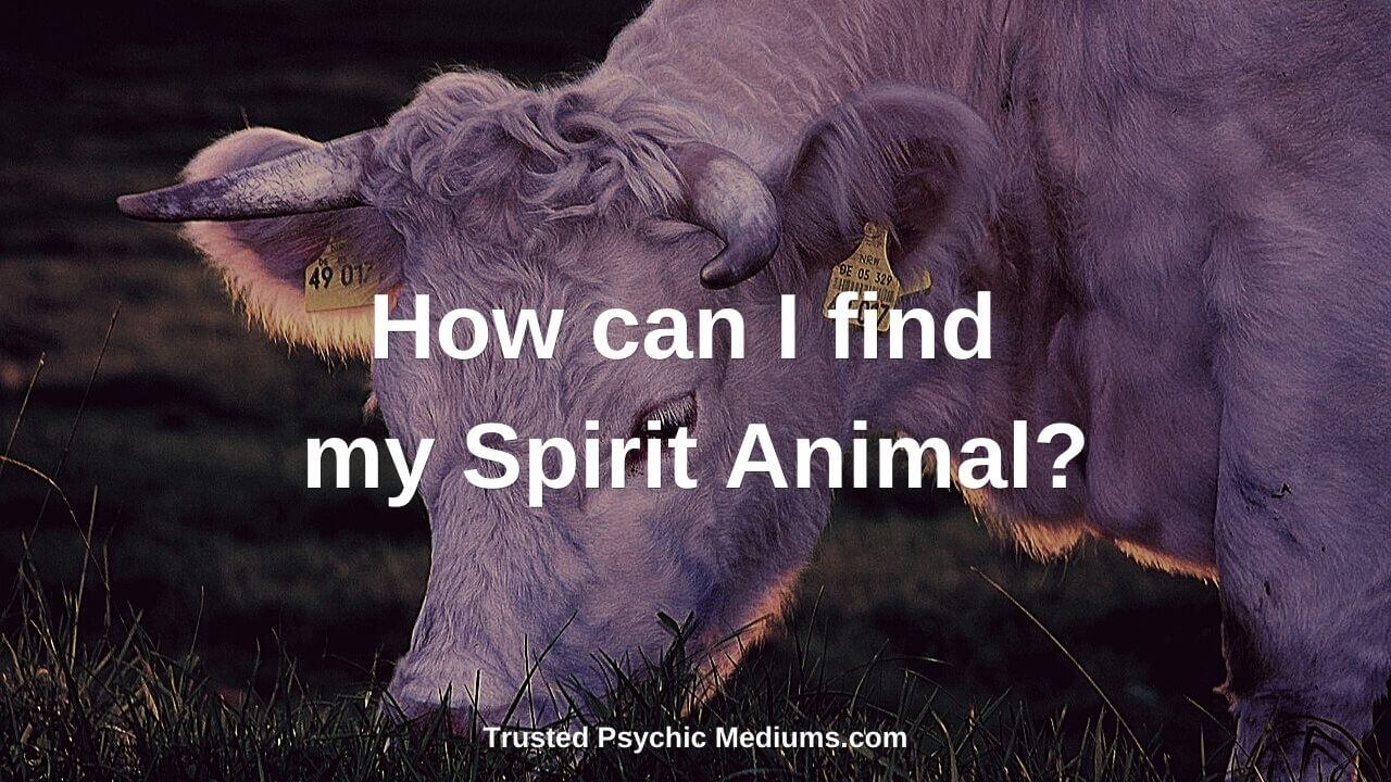 How can I find my Spirit Animal?