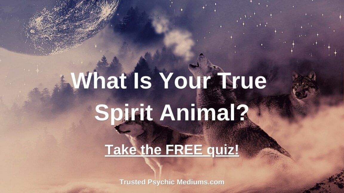 Spirit Animal Quiz 1152x648 
