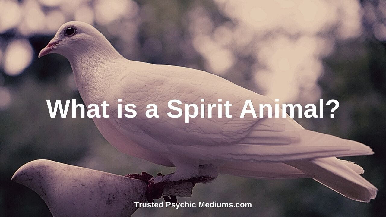 What is a spirit animal?