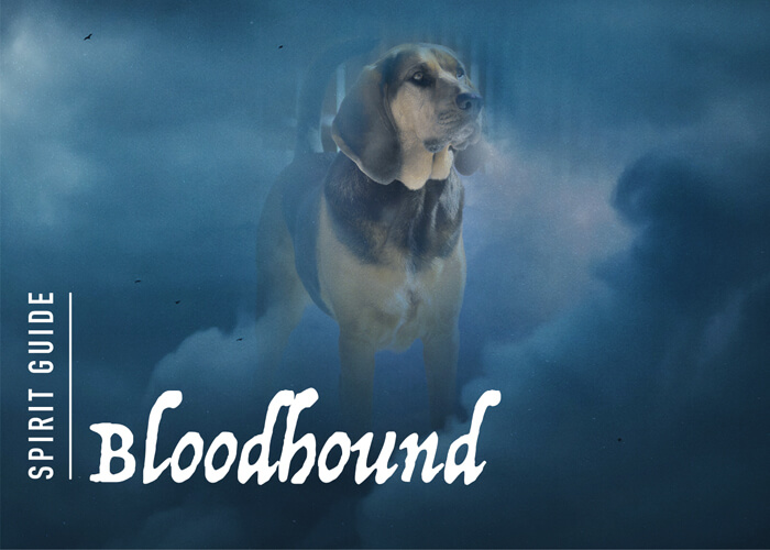The Bloodhound Spirit Animal