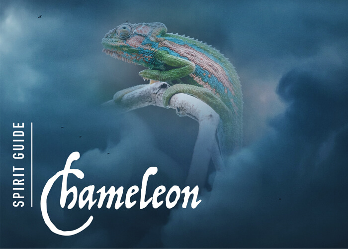 The Chameleon Spirit Animal - A Complete Guide to Meaning and Symbolism.