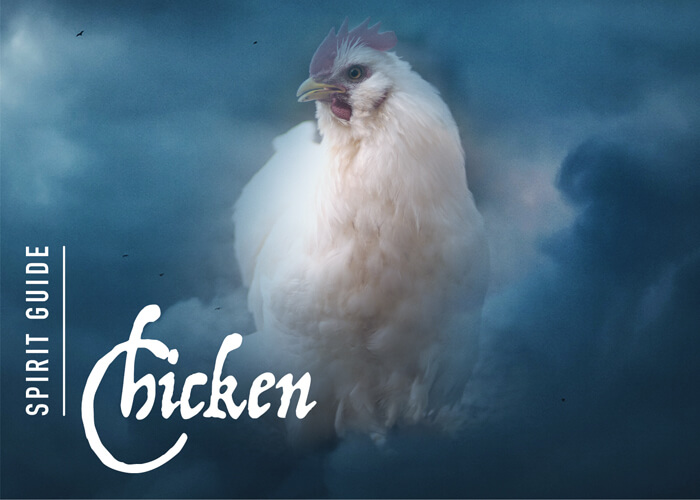 The Chicken Spirit Animal