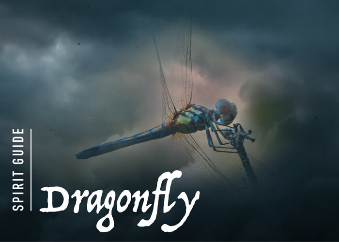 The Dragonfly Spirit Animal