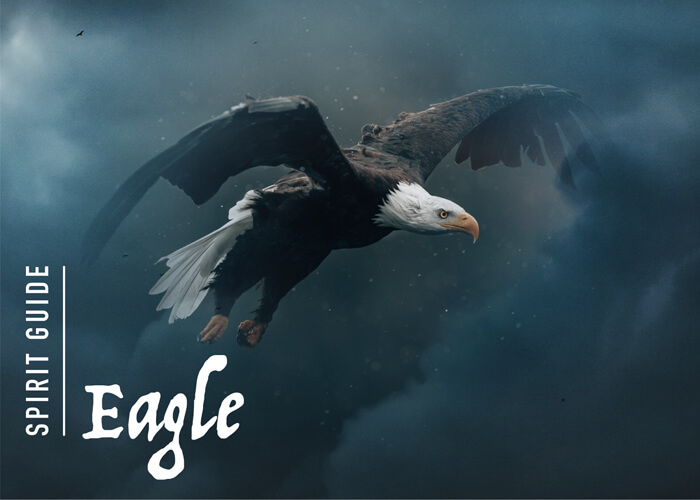 The Eagle Spirit Animal