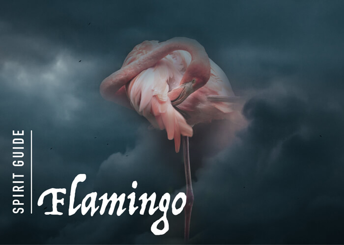 The Flamingo Spirit Animal