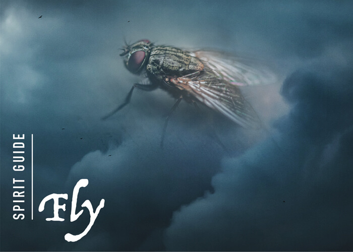 The Fly Spirit Animal - A Complete Guide to Meaning and Symbolism.