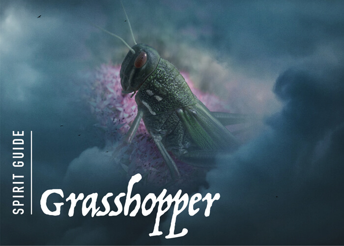 The Grasshopper Spirit Animal