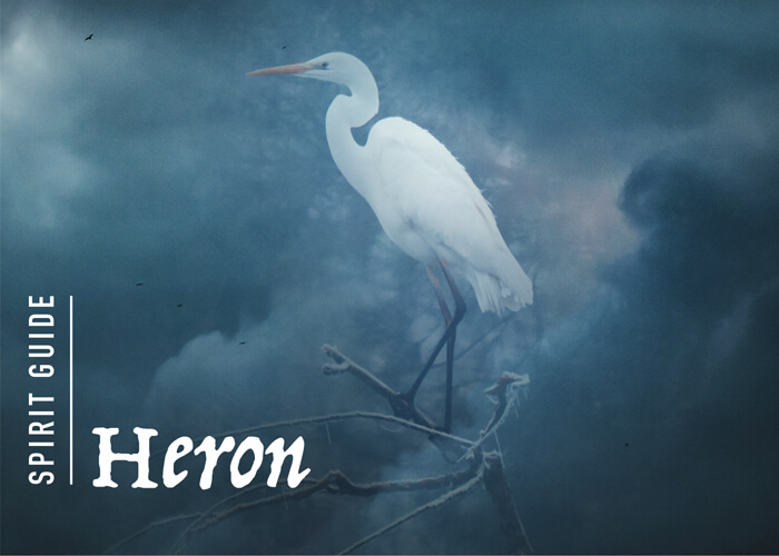 The Heron Spirit Animal