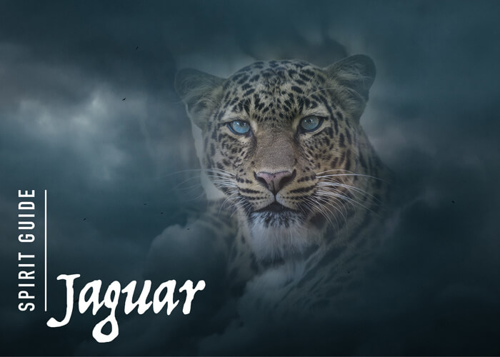 The Black-Jaguar Spirit Animal