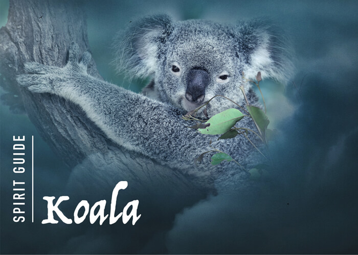 The Koala Spirit Animal - A Complete Guide.