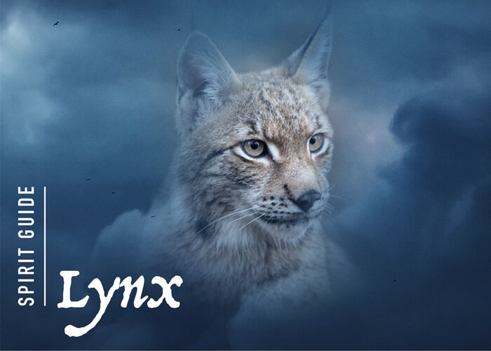 The Lynx Spirit Animal