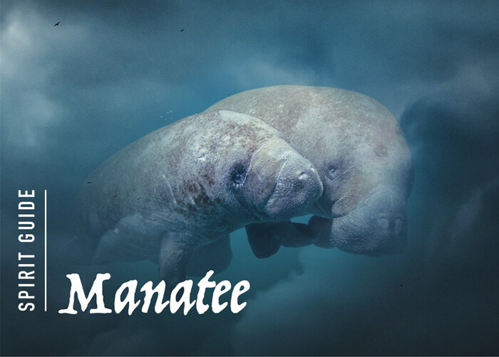 The Manatee Spirit Animal