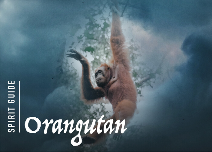 The Orangutan Spirit Animal