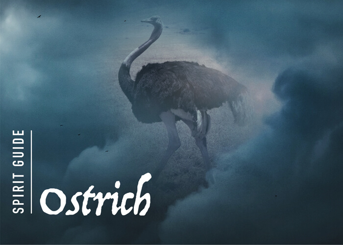 The Ostrich Spirit Animal