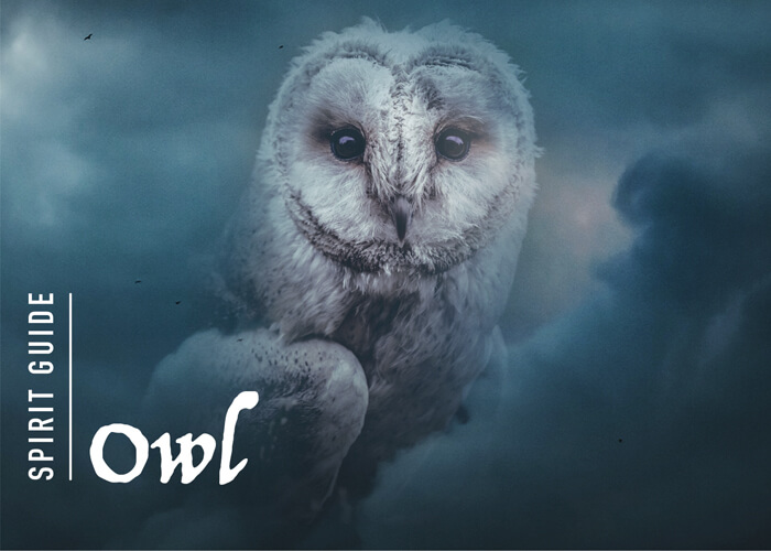 The Owl Spirit Animal - A Complete Guide to Meaning and Symbolism.