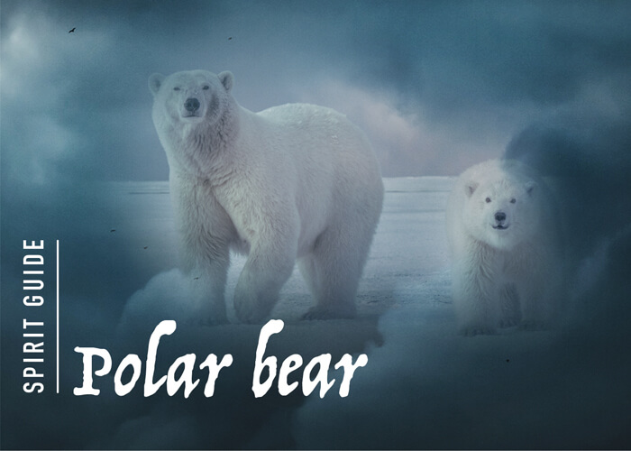 The Polar-Bear Spirit Animal