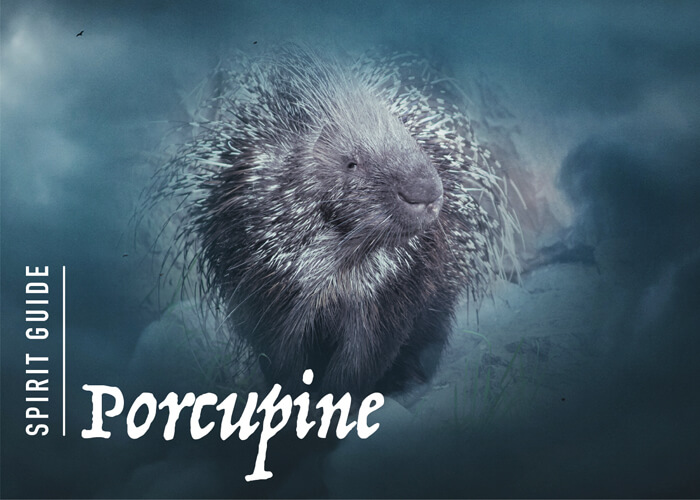 The Porcupine Spirit Animal