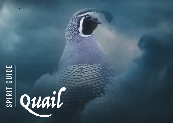 The Quail Spirit Animal