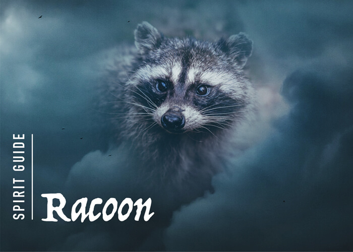 The Raccoon Spirit Animal