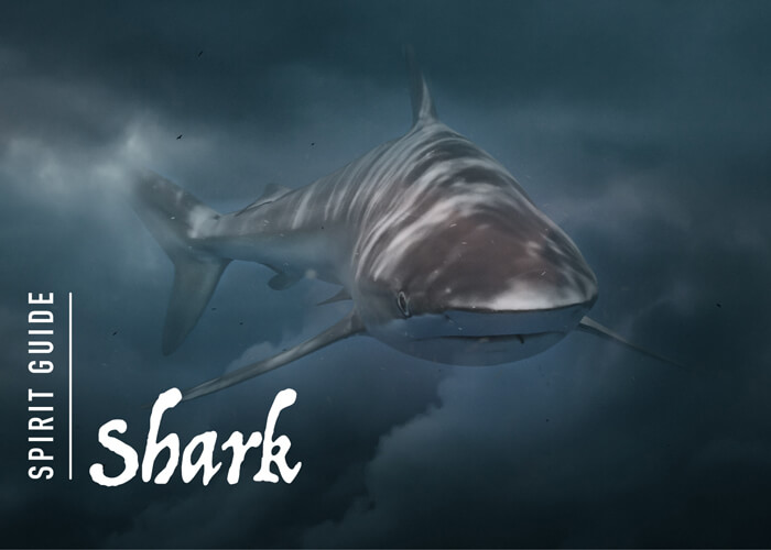The Shark Spirit Animal