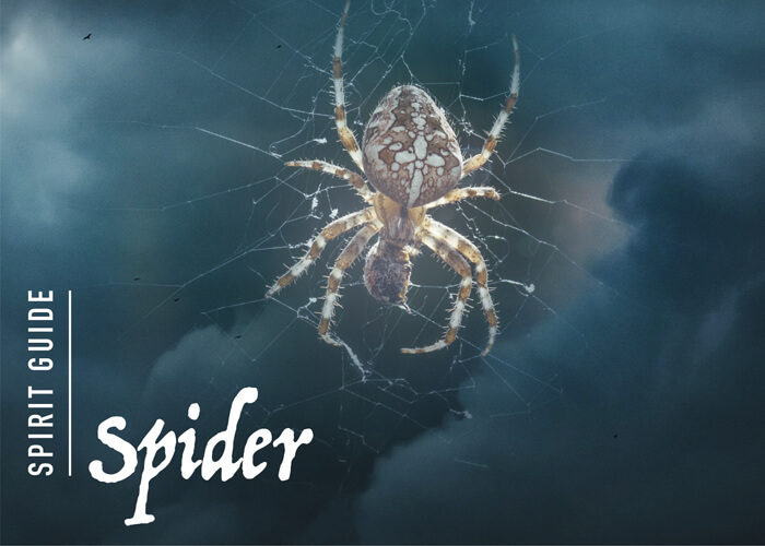The Spider Spirit Animal - A Complete Guide to Meaning and Symbolism.