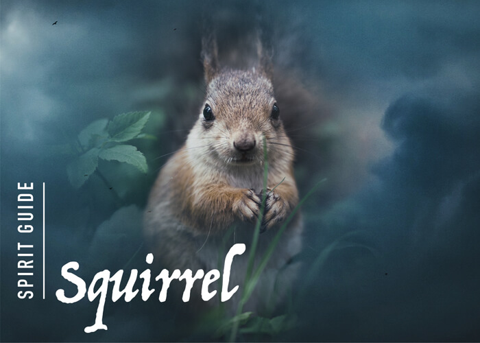 The Squirrel Spirit Animal