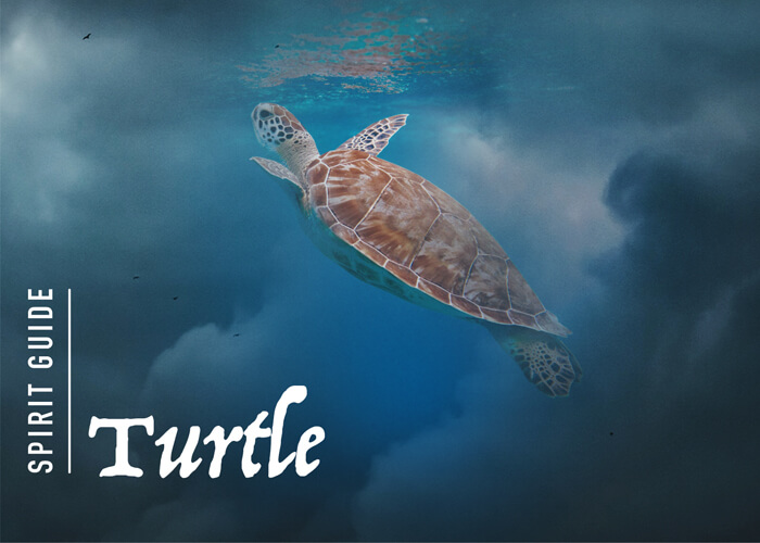 The Turtle Spirit Animal - A Complete Guide to Meaning and Symbolism.